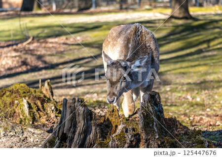 The fallow deer, Dama mesopotamica is a ruminant mammal 125447676