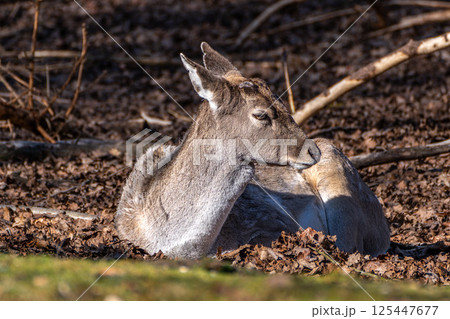 The fallow deer, Dama mesopotamica is a ruminant mammal The fallow deer, Dama mesopotamica is a ruminant mammal 125447677