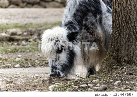 The domestic Yak, Bos mutus grunniens in a park 125447697