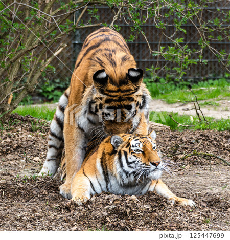 Mating Siberian tigers, Panthera tigris altaica in a park Mating Siberian tigers, Panthera tigris altaica in a park 125447699