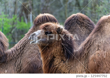 Bactrian camel, Camelus bactrianus in a german park Bactrian camel, Camelus bactrianus in a german park 125447702