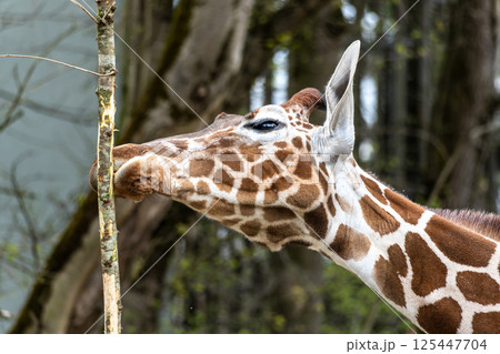 The giraffe, Giraffa camelopardalis is an African mammal The giraffe, Giraffa camelopardalis is an African mammal 125447704