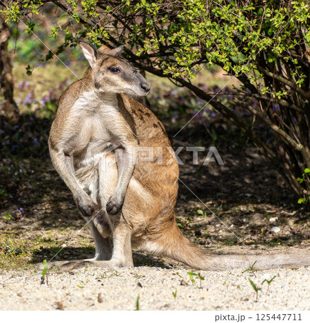 The agile wallaby, Macropus agilis also known as the sandy wallaby 125447711