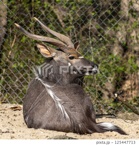 Nyala Antelope - Tragelaphus angasii. Wild life animal. 125447713