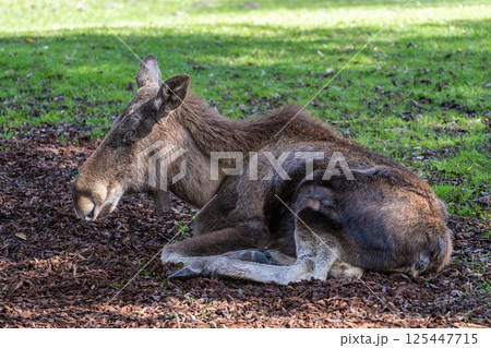 European Moose, Alces alces, also known as the elk 125447715