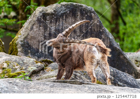 Male mountain ibex or capra ibex on a rock living in the European alps 125447718