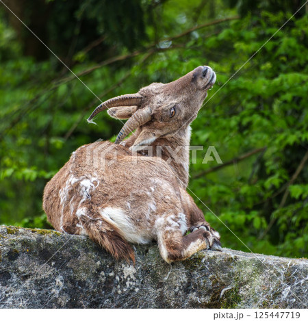 Male mountain ibex or capra ibex on a rock living in the European alps Male mountain ibex or capra ibex on a rock living in the European alps 125447719