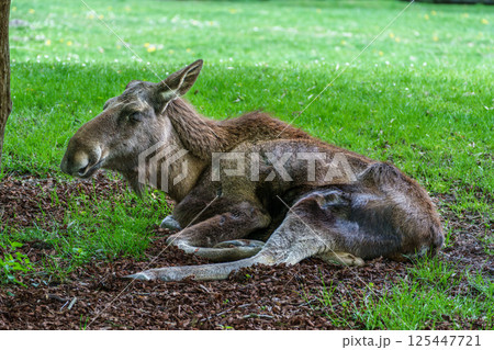European Moose, Alces alces, also known as the elk 125447721