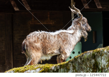 Turkmenian markhor, Capra falconeri heptneri living on the rocks Turkmenian markhor, Capra falconeri heptneri living on the rocks 125447722