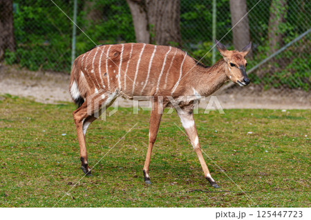 Nyala Antelope - Tragelaphus angasii. Wild life animal. 125447723