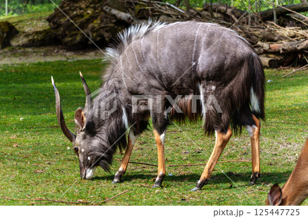 Nyala Antelope - Tragelaphus angasii. Wild life animal. Nyala Antelope - Tragelaphus angasii. Wild life animal. 125447725