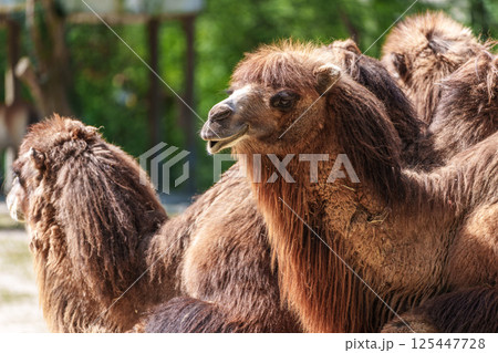 Bactrian camel, Camelus bactrianus in a german park 125447728