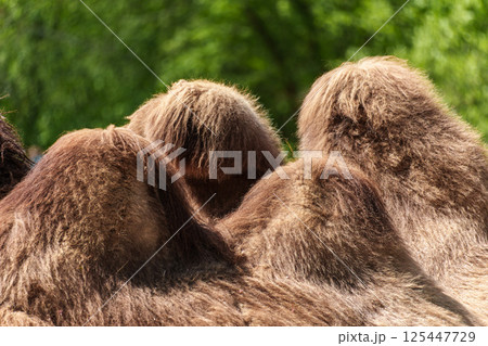 Bactrian camel, Camelus bactrianus in a german park 125447729