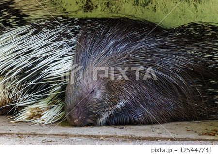 Indian crested Porcupine, Hystrix indica in a german nature park Indian crested Porcupine, Hystrix indica in a german nature park 125447731