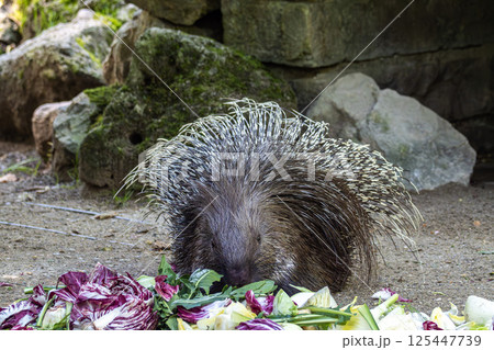 Indian crested Porcupine, Hystrix indica in a german nature park 125447739