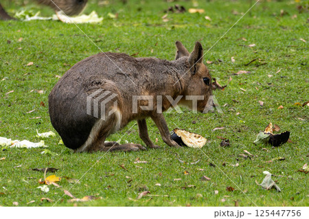 Patagonian Mara, Dolichotis patagonum are large relatives of guinea pigs Patagonian Mara, Dolichotis patagonum are large relatives of guinea pigs 125447756