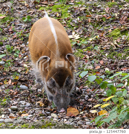 Red river hog, Potamochoerus porcus, also known as the bush pig. 125447760