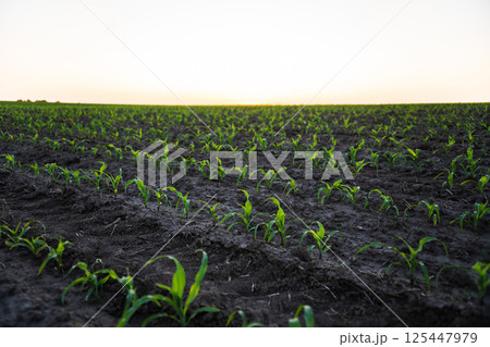Corn seedlings emerging from dark fertile soil at sunset 125447979