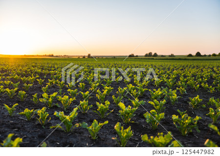 Wide view of beet field at sunset with golden sky 125447982