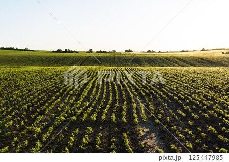 Agricultural landscape with young soybeans growing in lines under the morning sun 125447985