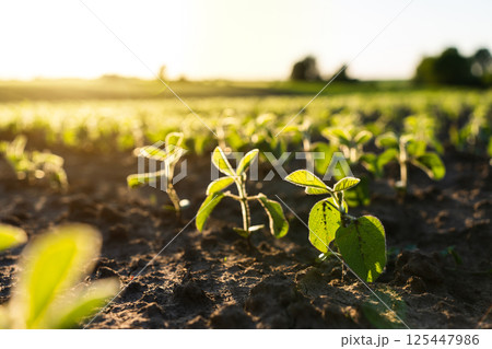 Young Soybean Plants in Cultivated Field at Sunrise 125447986