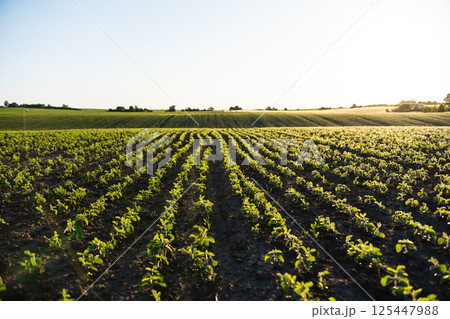 Agricultural landscape with young soybeans growing in lines under the morning sun Agricultural landscape with young soybeans growing in lines under the morning sun 125447988