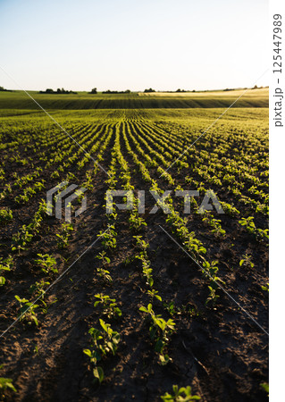 Springtime Soybean Field Fresh Growth 125447989
