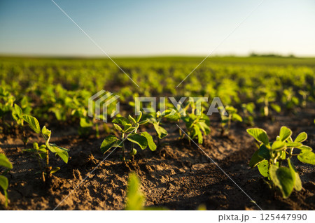Legume Crop Growth Early Soybean Stage Legume Crop Growth Early Soybean Stage 125447990