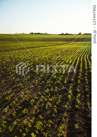 Eco-Friendly Soybean Farming Landscape Agriculture Eco-Friendly Soybean Farming Landscape Agriculture 125447992
