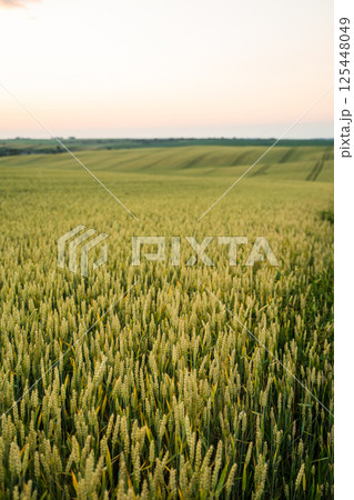 Wheat field at sunset in rural countryside 125448049