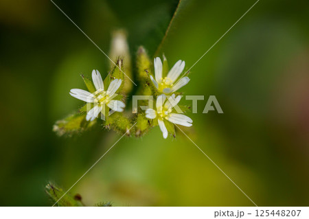 可愛いオランダミミナグサ 125448207