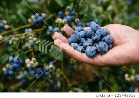 Hand holding fresh blueberries harvested in a vibrant orchard during a sunny summer afternoon Hand holding fresh blueberries harvested in a vibrant orchard during a sunny summer afternoon 125448618