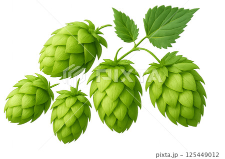 Fresh Green Hops Clustered on a Vine in a Garden During the Summer Season 125449012