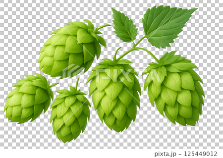 Fresh Green Hops Clustered on a Vine in a Garden During the Summer Season 125449012