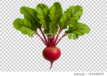 Fresh Red Radish With Vibrant Green Leaves Displayed on a White Background 125449037