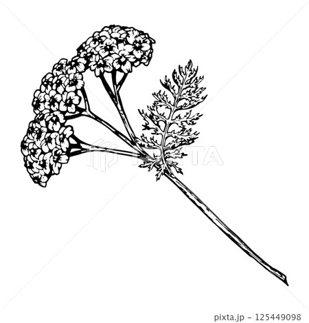 Vector illustration of a yarrow stem with delicate flowers and dissected leaf. Hand-drawn black and white botanical sketch, perfect for eco-friendly projects, herbal packaging, and field plant designs Vector illustration of a yarrow stem with delicate flowers and dissected leaf. Hand-drawn black and white botanical sketch, perfect for eco-friendly projects, herbal packaging, and field plant designs 125449098