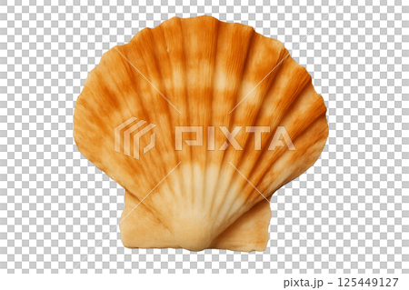 Beautiful Seashell With Vibrant Orange and Cream Patterns Found on a Sandy Beach 125449127
