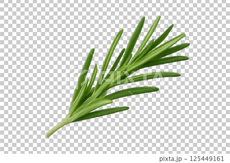 Freshly Harvested Rosemary Sprig Ready for Culinary Use in Cooking and Baking Freshly Harvested Rosemary Sprig Ready for Culinary Use in Cooking and Baking 125449161