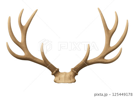Impressive Deer Antlers Showcasing Intricate Details and Natural Texture 125449178
