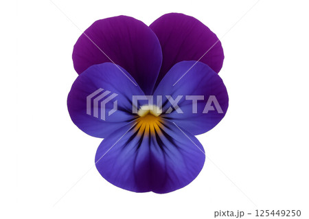 Beautiful Purple Flower With Yellow Center Blooming in Spring Beautiful Purple Flower With Yellow Center Blooming in Spring 125449250