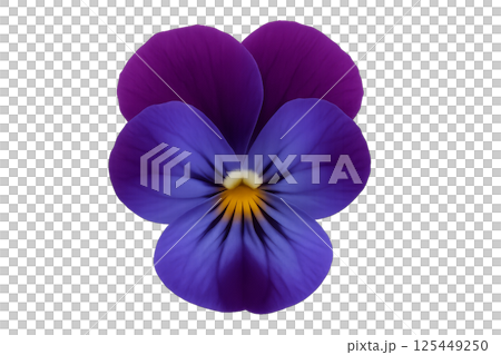 Beautiful Purple Flower With Yellow Center Blooming in Spring Beautiful Purple Flower With Yellow Center Blooming in Spring 125449250