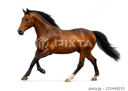 Horse Running Gracefully in a Bright Studio Setting Showcasing Its Muscular Build and Shiny Coat 125449255