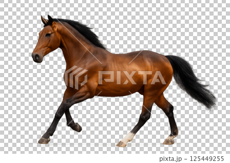 Horse Running Gracefully in a Bright Studio Setting Showcasing Its Muscular Build and Shiny Coat 125449255