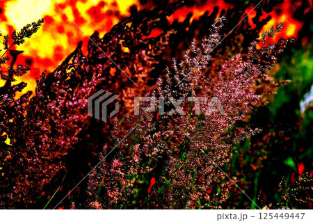 Dry grass outdoors in light pastel colors. Abstract natural background.  125449447