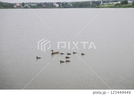 A family of ducks, a duck and its little ducklings are swimming in the water. A family of ducks, a duck and its little ducklings are swimming in the water. 125449449