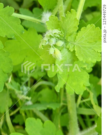 Yellow Chelidonium flowers, commonly known as greater celandine or tetterwort, at edge of the forest 125449729