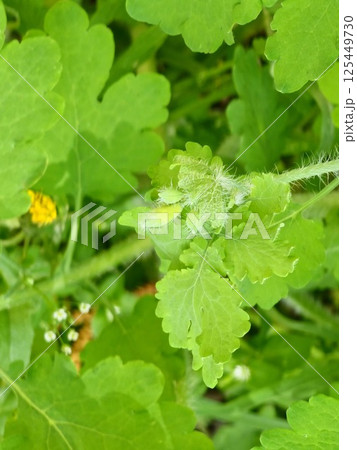 Yellow Chelidonium flowers, commonly known as greater celandine or tetterwort, at the edge of forest 125449730