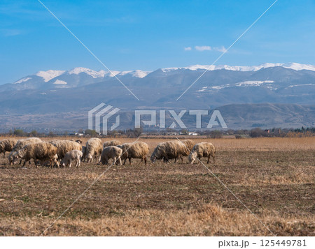 Sheep grazing on dry pasture with snowy mountains and blue sky 125449781