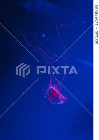 underwater photos of jellyfish chrysaora pacifica jellyfish japanese sea nettle underwater photos of jellyfish chrysaora pacifica jellyfish japanese sea nettle 125449993