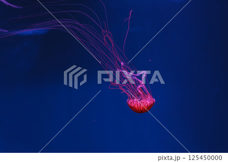 underwater photos of jellyfish chrysaora pacifica jellyfish japanese sea nettle underwater photos of jellyfish chrysaora pacifica jellyfish japanese sea nettle 125450000